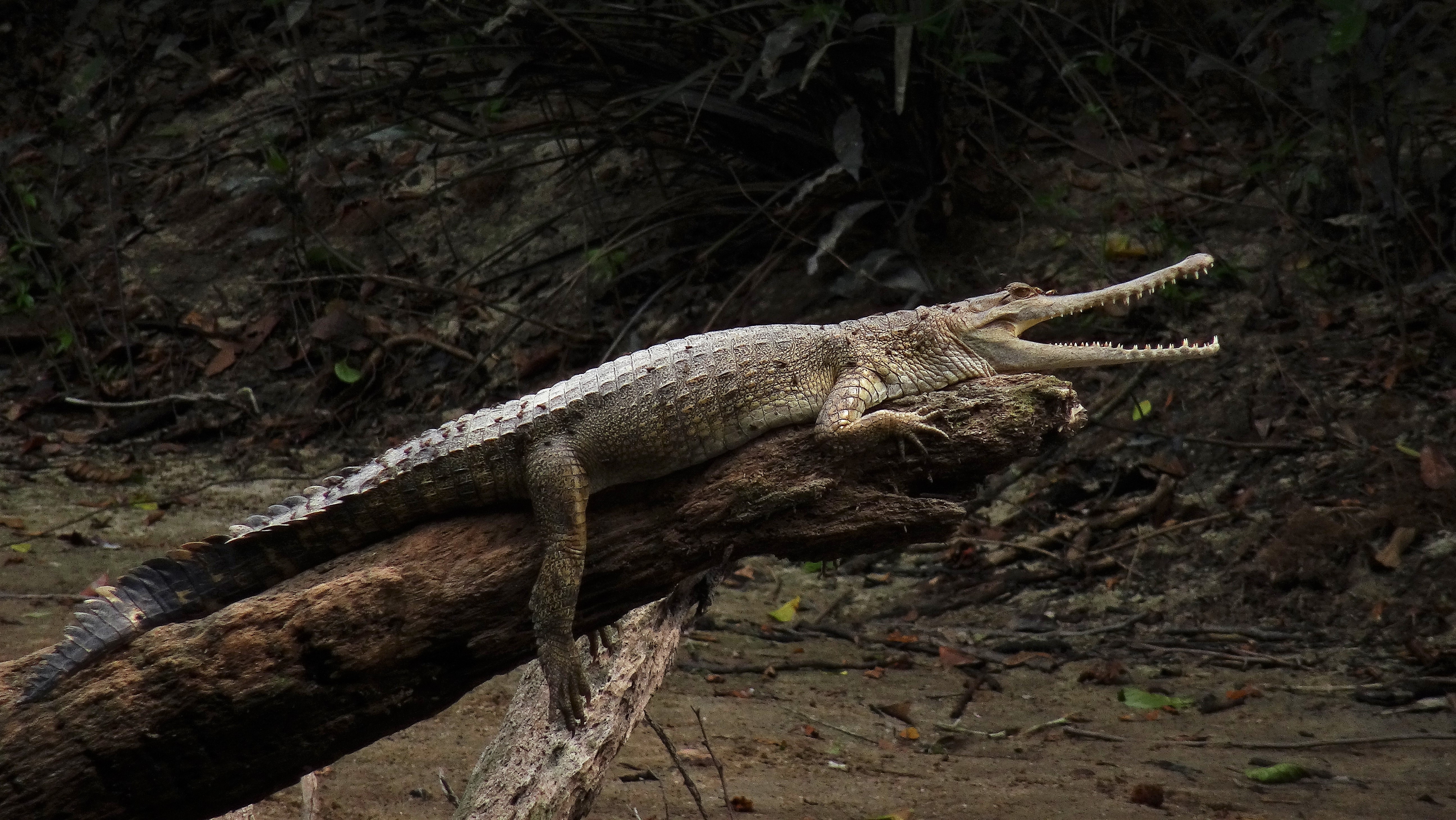 Slender-snouted crocodile.