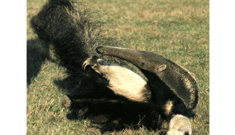 Angry anteater