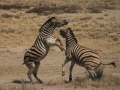 Zebra Fight